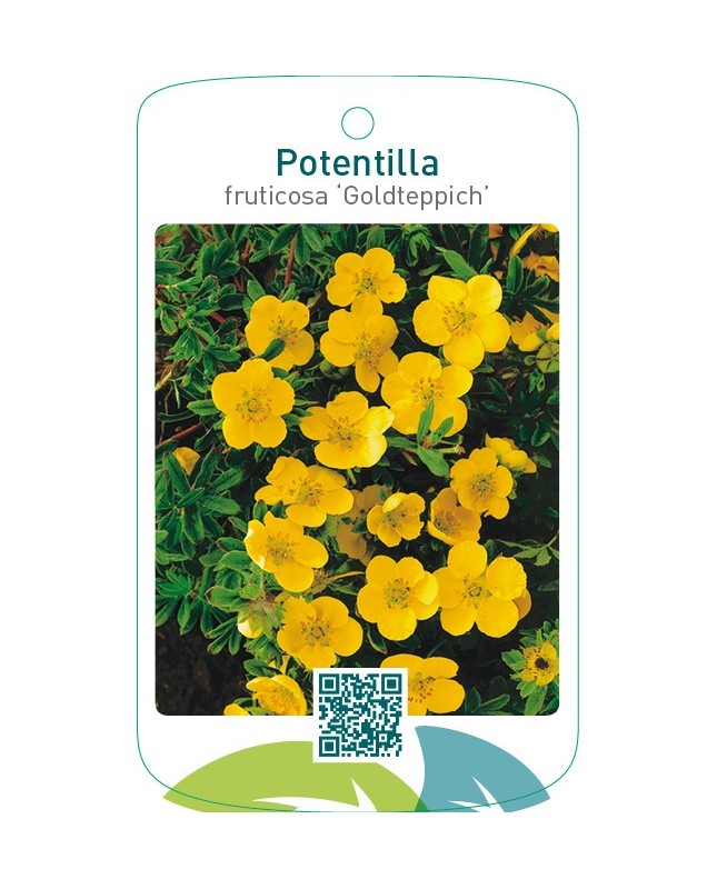 Potentilla fruticosa ‘Goldteppich’
