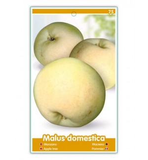 Manzano Bravo Esmolfe