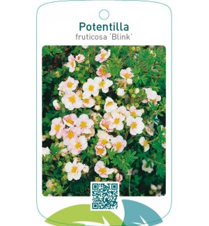 Potentilla fruticosa ‘Blink’