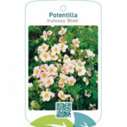 Potentilla fruticosa ‘Blink’