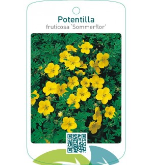 Potentilla fruticosa ‘Sommerflor’
