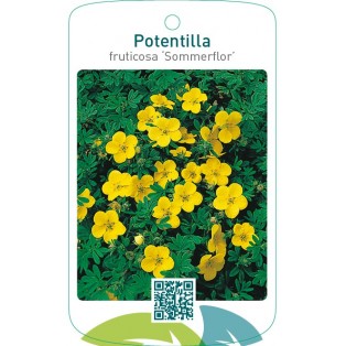 Potentilla fruticosa ‘Sommerflor’