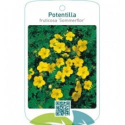 Potentilla fruticosa ‘Sommerflor’