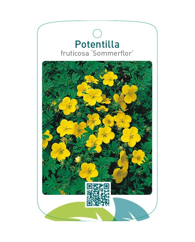 Potentilla fruticosa ‘Sommerflor’