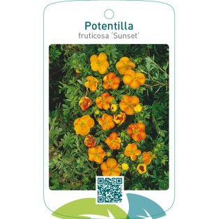 Potentilla fruticosa ‘Sunset’