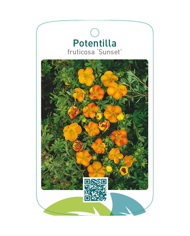 Potentilla fruticosa ‘Sunset’