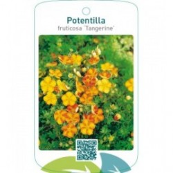 Potentilla fruticosa ‘Tangerine’
