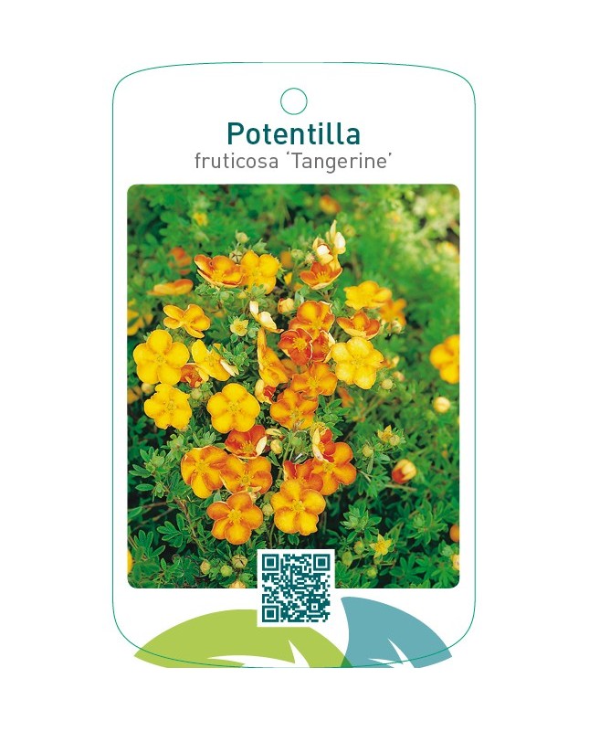 Potentilla fruticosa ‘Tangerine’