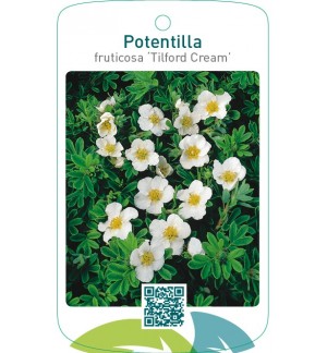 Potentilla fruticosa ‘Tilford Cream’
