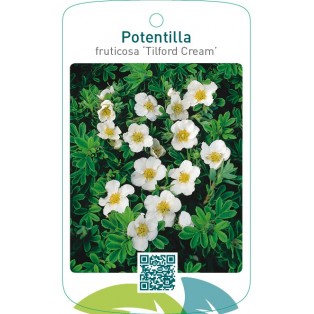 Potentilla fruticosa ‘Tilford Cream’