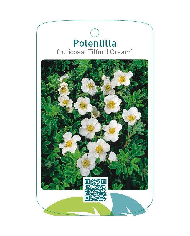 Potentilla fruticosa ‘Tilford Cream’