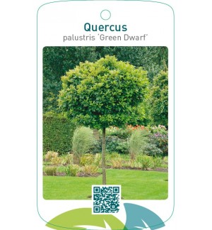 Quercus palustris ‘Green Dwarf’