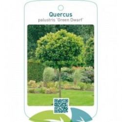 Quercus palustris ‘Green Dwarf’