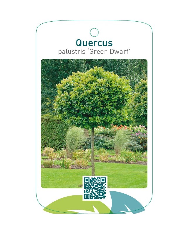 Quercus palustris ‘Green Dwarf’