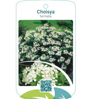 Choisya ternata