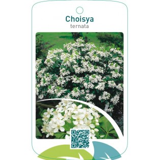 Choisya ternata