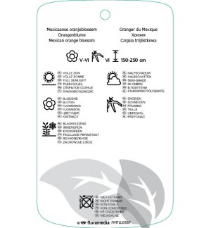 Etichette di Choisya ternata *