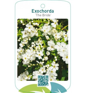 Exochorda ‘The Bride’