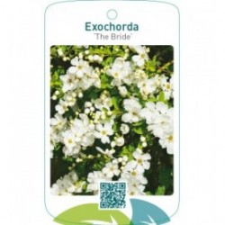 Exochorda ‘The Bride’
