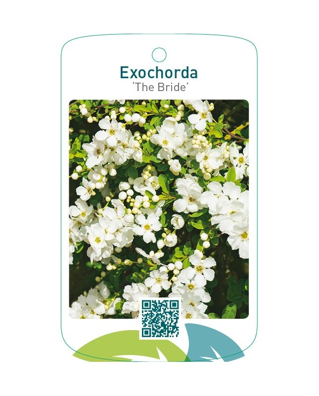 Exochorda ‘The Bride’