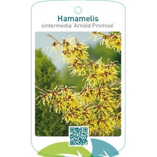 Hamamelis xintermedia ‘Arnold Promise’