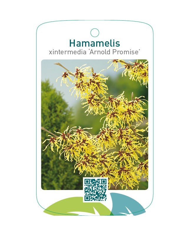 Hamamelis xintermedia ‘Arnold Promise’