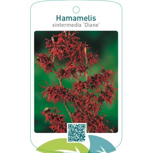 Hamamelis xintermedia ‘Diane’