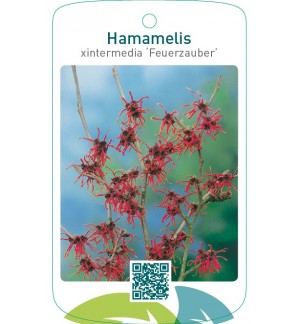 Hamamelis xintermedia ‘Feuerzauber’