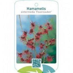 Hamamelis xintermedia ‘Feuerzauber’