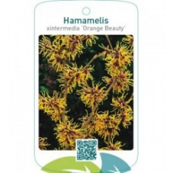 Hamamelis xintermedia ‘Orange Beauty’