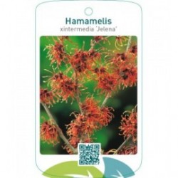 Hamamelis xintermedia ‘Jelena’