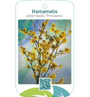 Hamamelis xintermedia ‘Primavera’