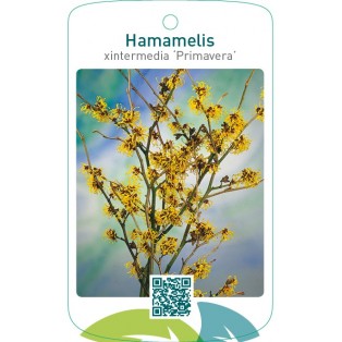 Hamamelis xintermedia ‘Primavera’