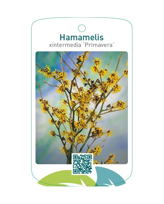 Hamamelis xintermedia ‘Primavera’