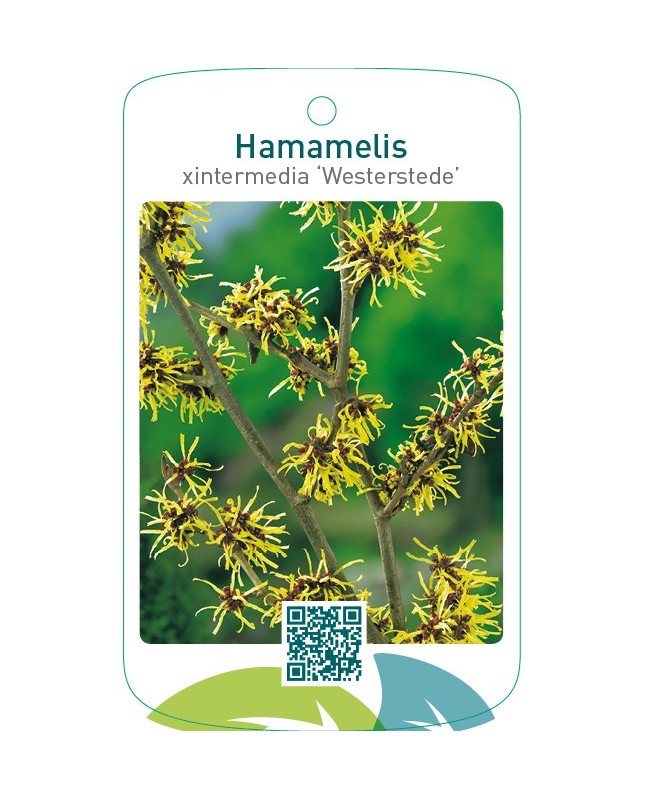Hamamelis xintermedia ‘Westerstede’