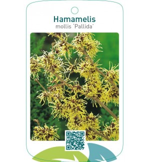 Hamamelis mollis ‘Pallida’