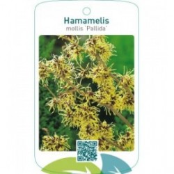 Hamamelis mollis ‘Pallida’