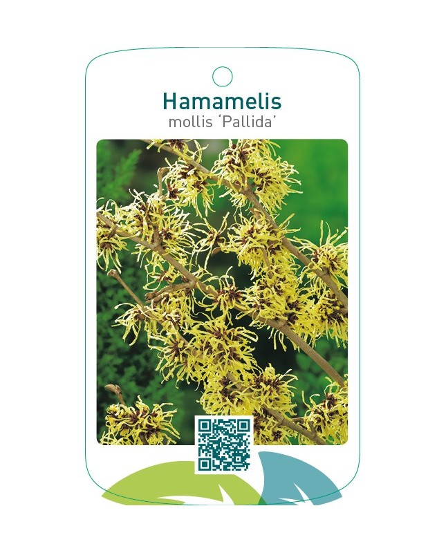 Hamamelis mollis ‘Pallida’