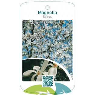 Magnolia kobus