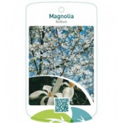 Magnolia kobus