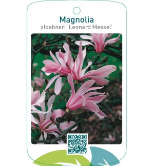 Magnolia xloebneri ‘Leonard Messel’