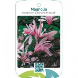 Magnolia xloebneri ‘Leonard Messel’