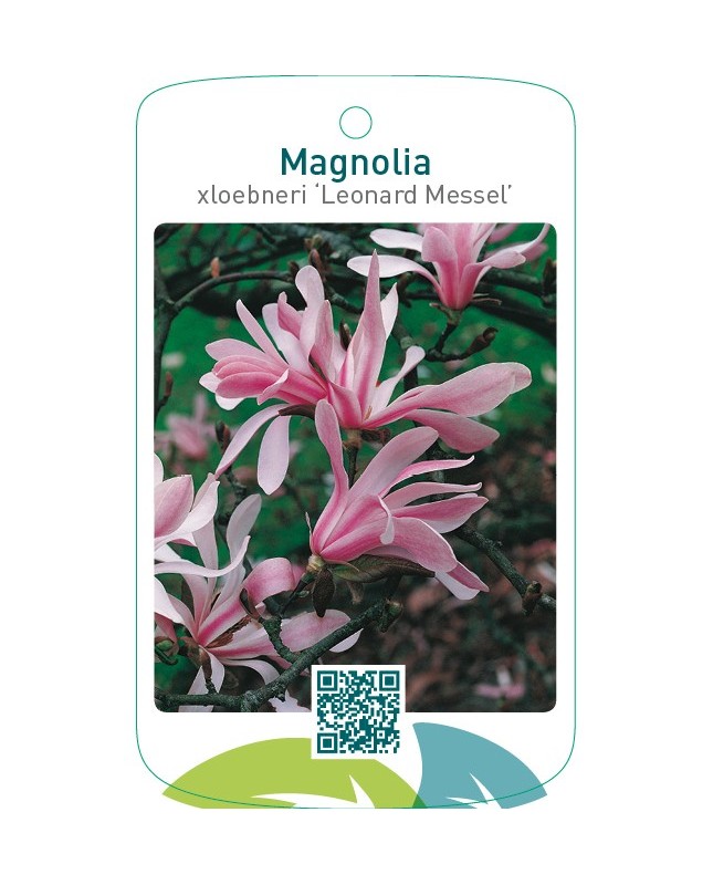 Magnolia xloebneri ‘Leonard Messel’