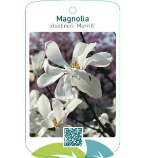 Magnolia xloebneri ‘Merrill’