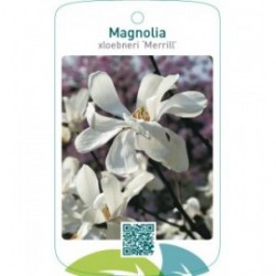 Magnolia xloebneri ‘Merrill’
