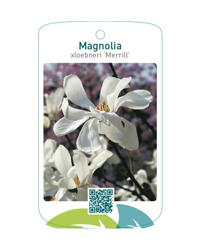 Magnolia xloebneri ‘Merrill’