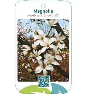Magnolia xloebneri ‘Snowdrift’