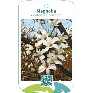 Magnolia xloebneri ‘Snowdrift’