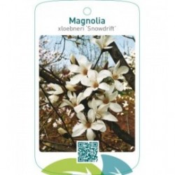 Magnolia xloebneri ‘Snowdrift’