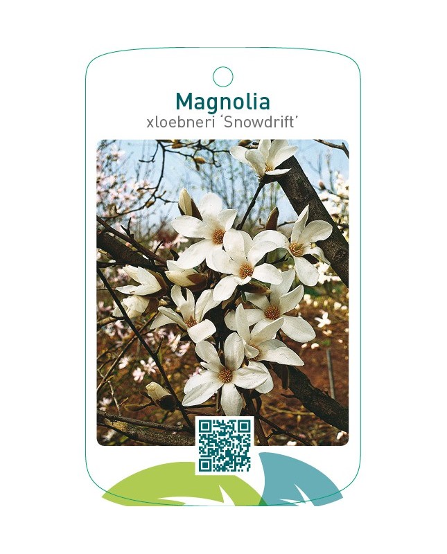 Magnolia xloebneri ‘Snowdrift’